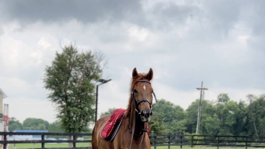 Jenavieve French's horse