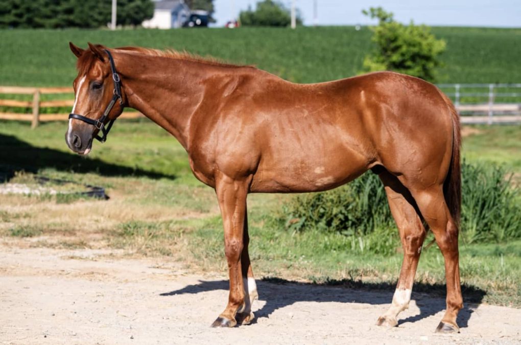 Gabriella Lehman's horse
